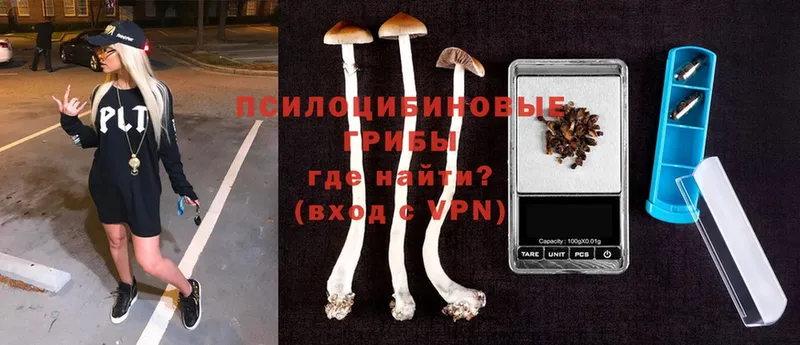 Галлюциногенные грибы Cubensis Сергач